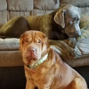 Meet your Posher, Sherry